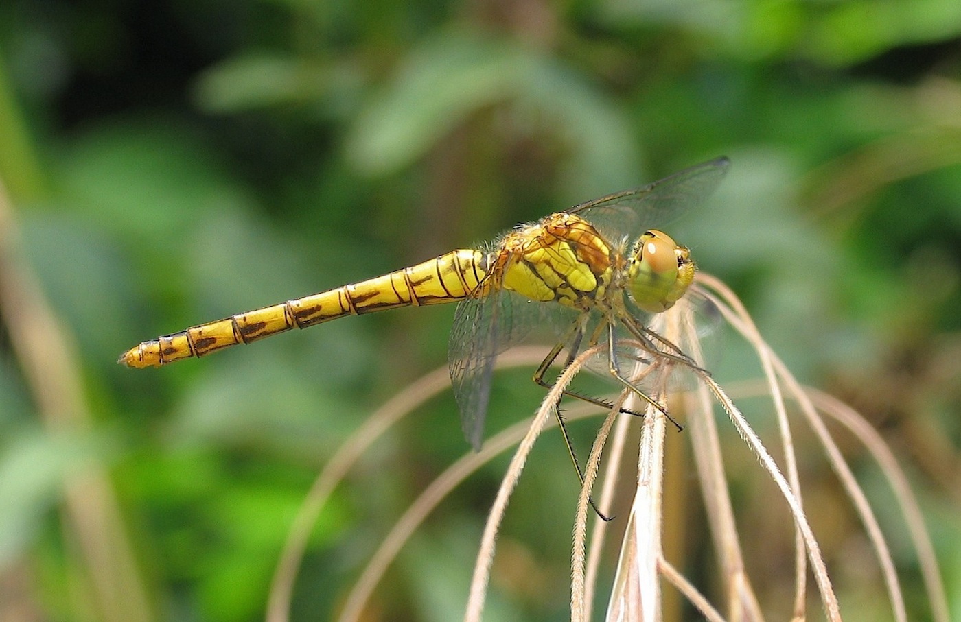 ID libellula 5: Sympetrum meridionale